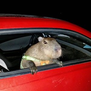 Meet your Posher, Chloe